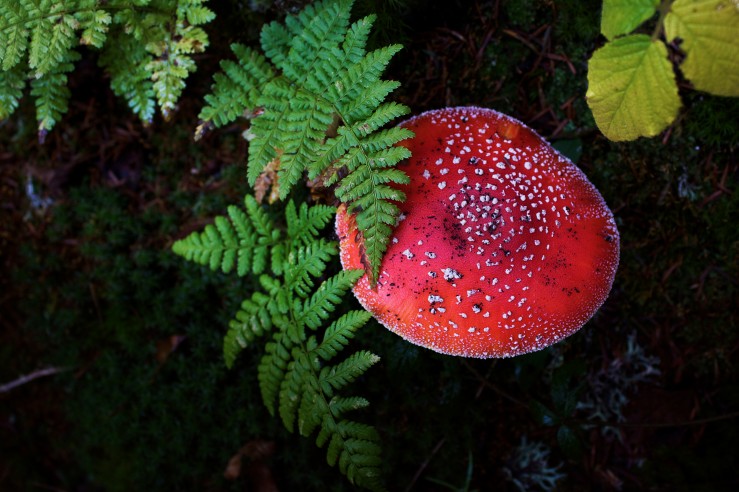 Poisonous fly agaric mushroom | Infinite belly