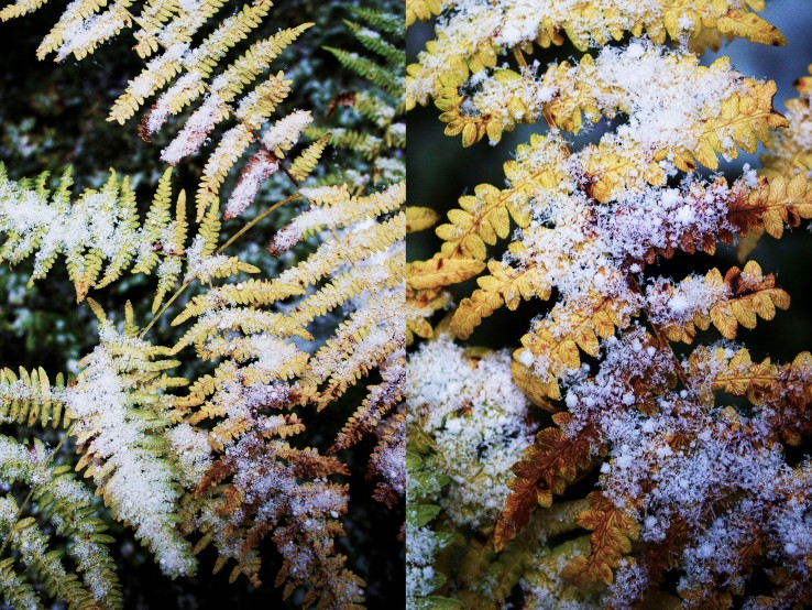 Frozen yellow ferns | Infinite belly