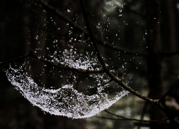 Spider web in the forest | Infinite belly