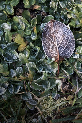 Frozen leaf in the garden | Infinite belly